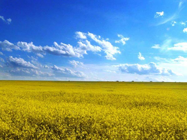 ウクライナの平原