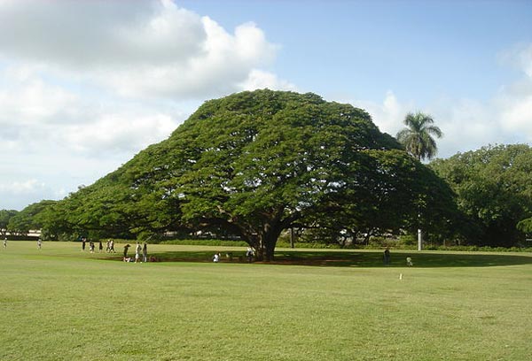 日立CM この木なんの木 ハワイ オアフ島