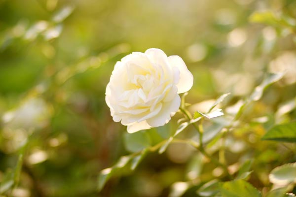 白薔薇の本数別の花言葉は 意味の違いや贈るときの注意点をご紹介