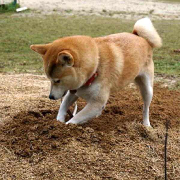ここ掘れワンワン 犬が穴を掘る理由 意味