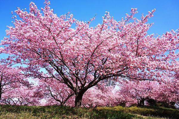 さくら 意味 語源 由来 桜の木 春の花